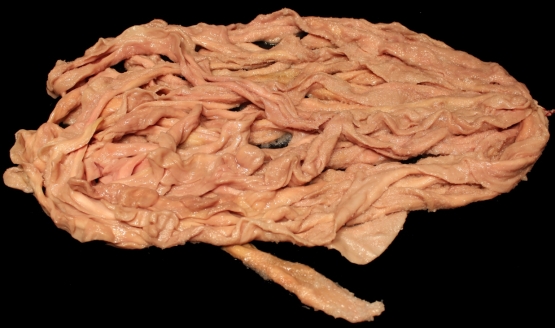 Schweineflauen ungeschleimter Schweinedarm 1Bund - 15 - 18 Meter