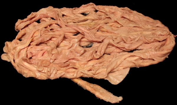 Schweineflauen ungeschleimter Schweinedarm 1Bund - 15 - 18 Meter